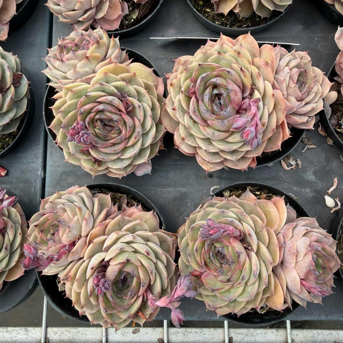 エケベリア 26406 ハート オンスロー