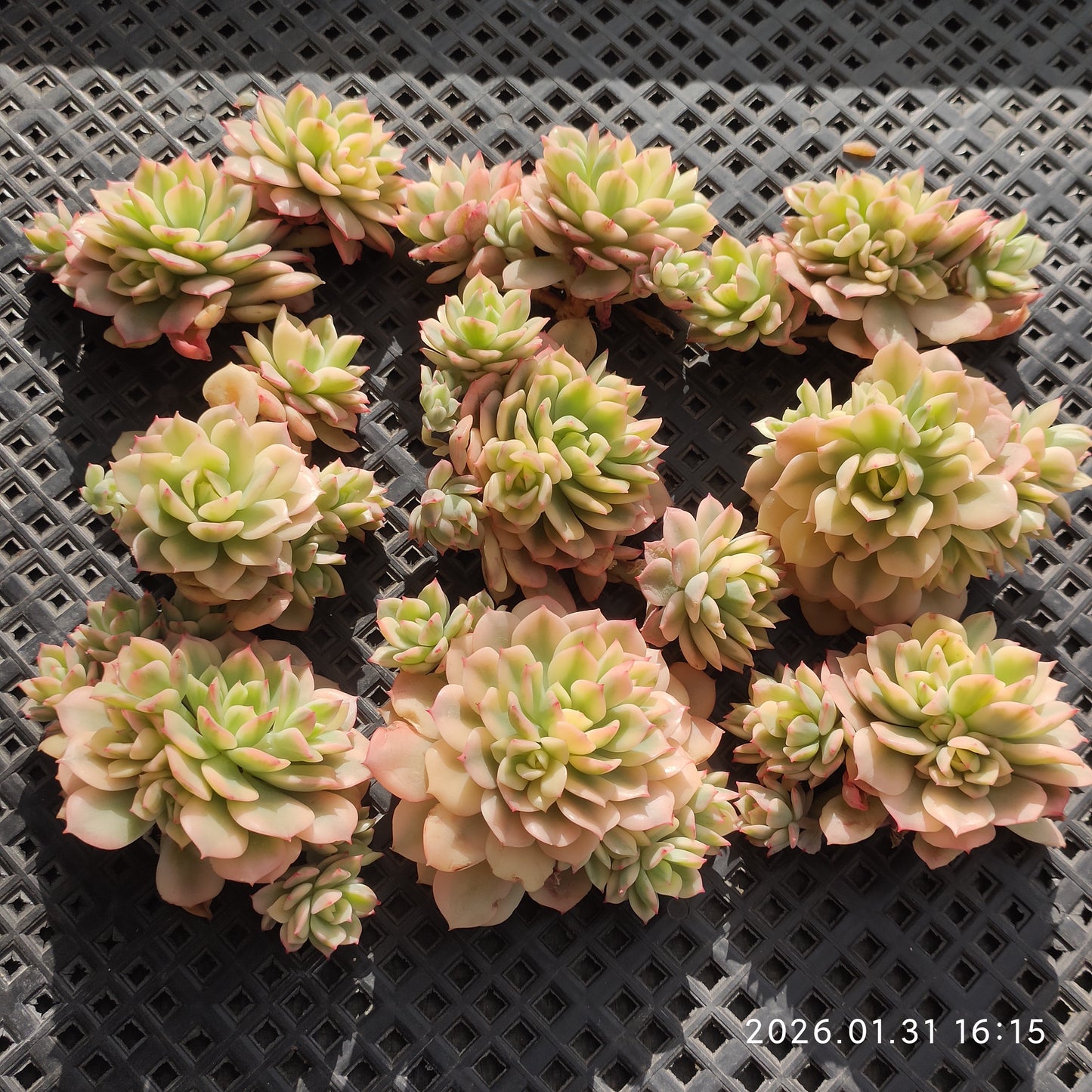 24809 ビクター錦 12cm pot size