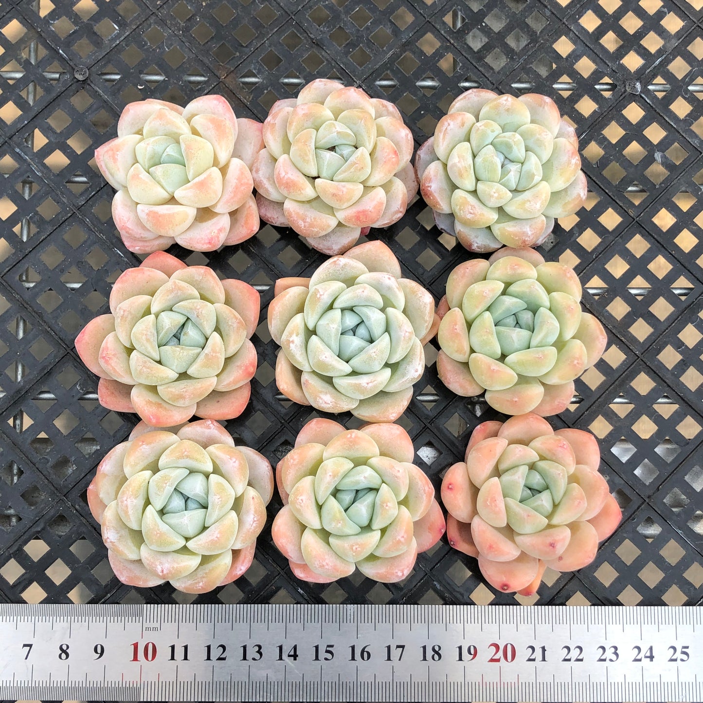 エケベリア 25295アイスグリーン