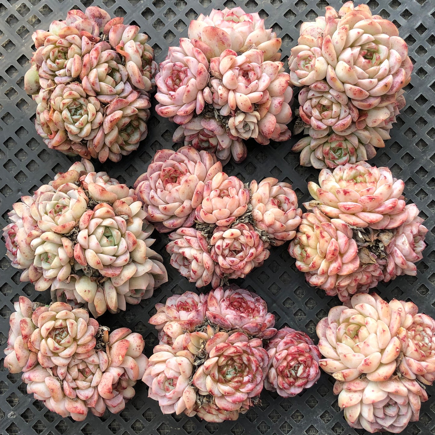 エケベリア 23358 レッドベルベット 9cm pot