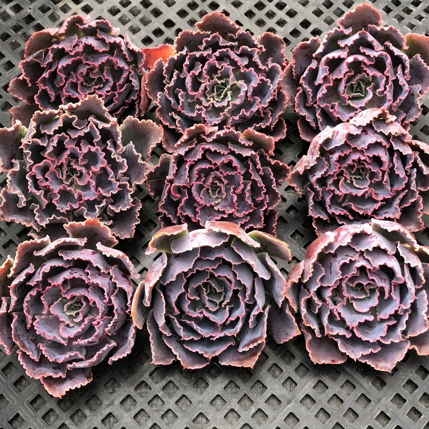 エケベリア T1144 シャビアナ トラフルズ 9cm pot