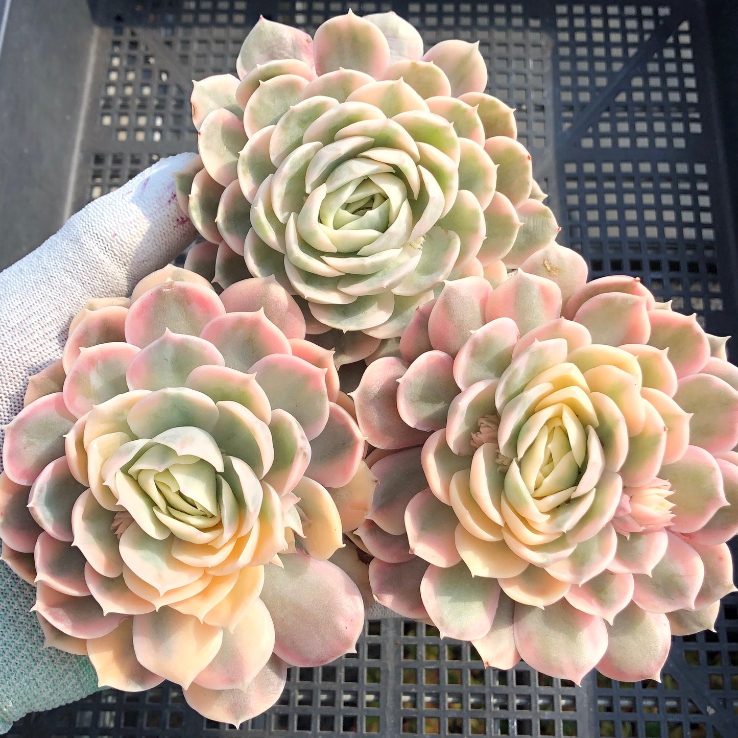 エケベリア 20167 オンスロー錦 12cm pot