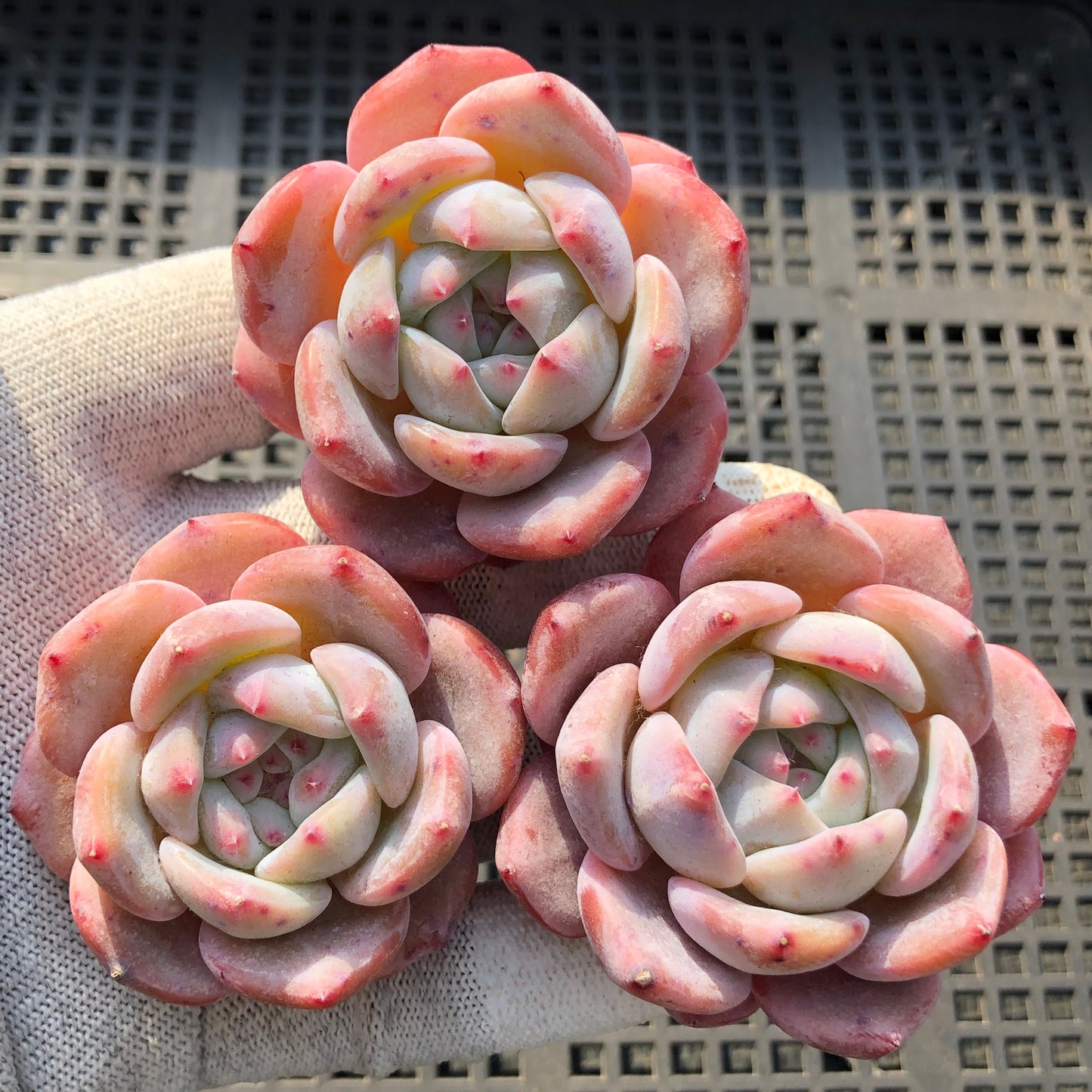 エケベリア 21896 オレンジモンロー Hyb 5.5cm pot