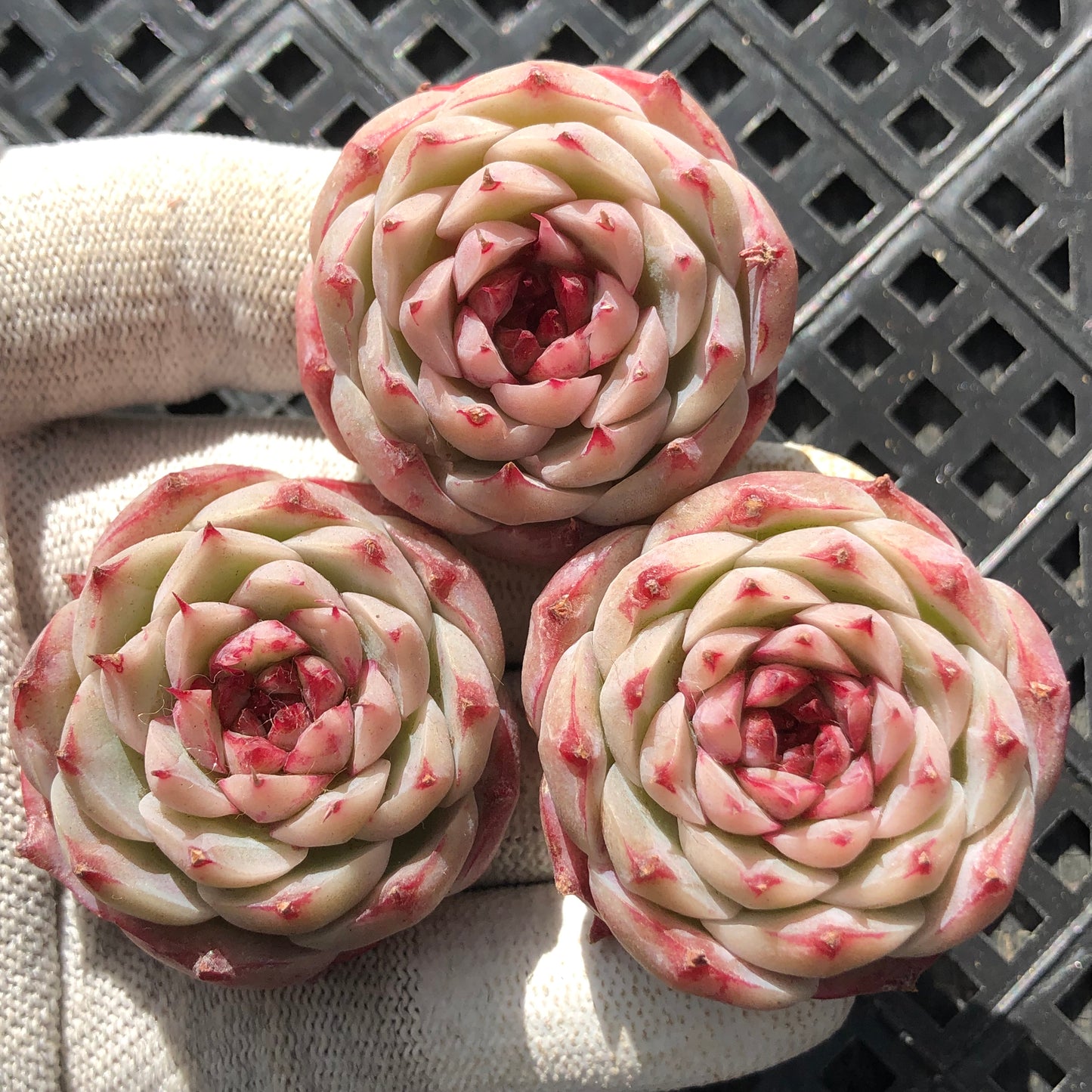 エケベリア 9296 ジェイドバンブー 6.3cm pot