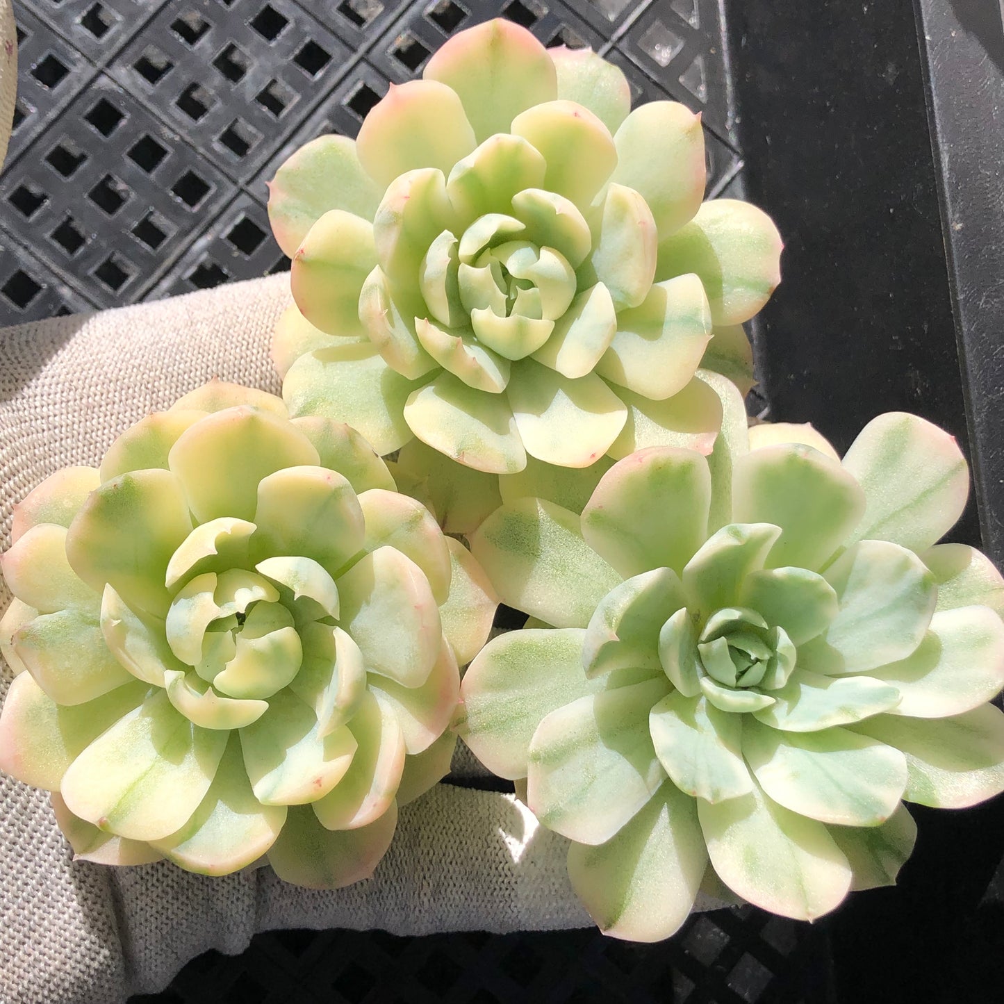 エケベリア 17286 ベリー錦 8cm pot