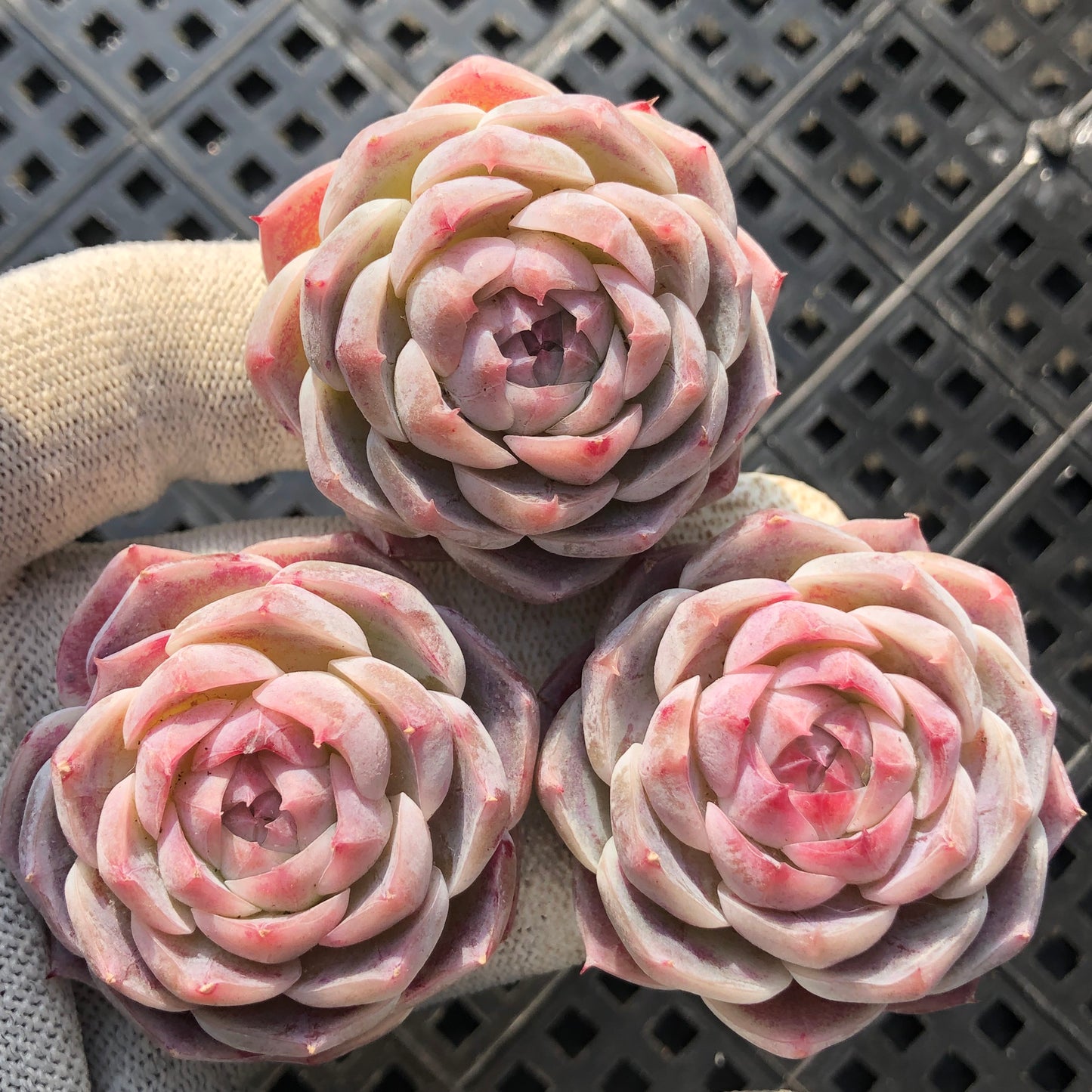 エケベリア 22760 エレガンスHyb 5.5cm pot