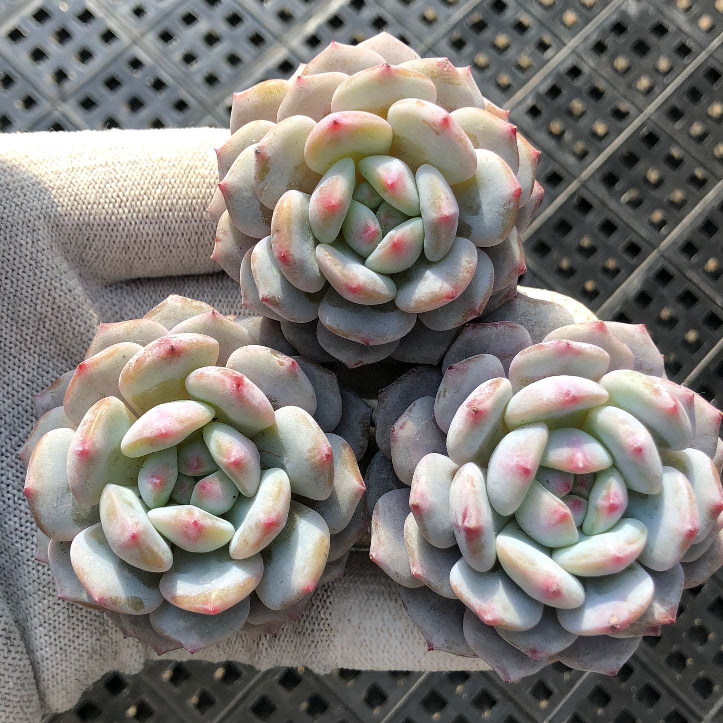 エケベリア 23637 ミスティック クリスタル オリンジ 9cm pot