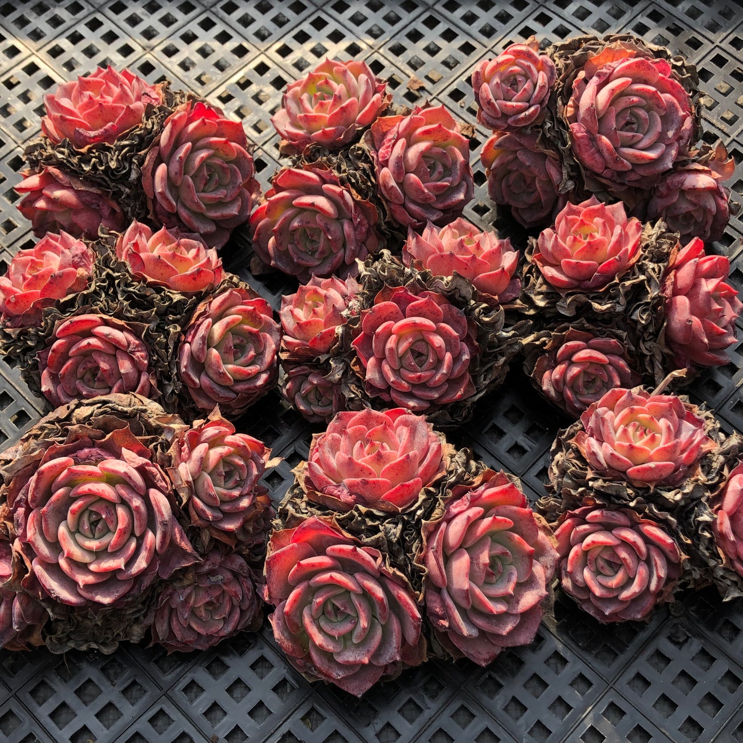 エケベリア 22895 ラウレンシス 9cm pot