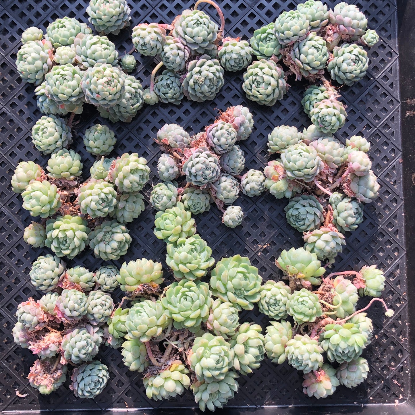 エケベリア 23380 ボールオブファット 12cm pot