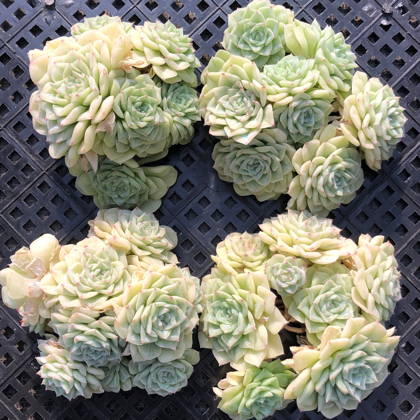 エケベリア 20050 ホワイトスワン(白鳥) 11cm pot