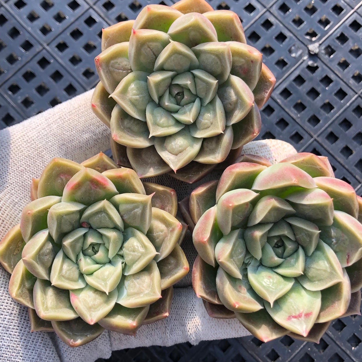 エケベリア 15417 ドクター ストレーンジ 9cm pot