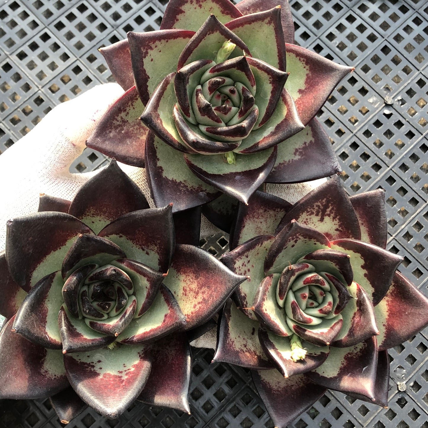 エケベリア 23194 ダーク ロード 12cm pot