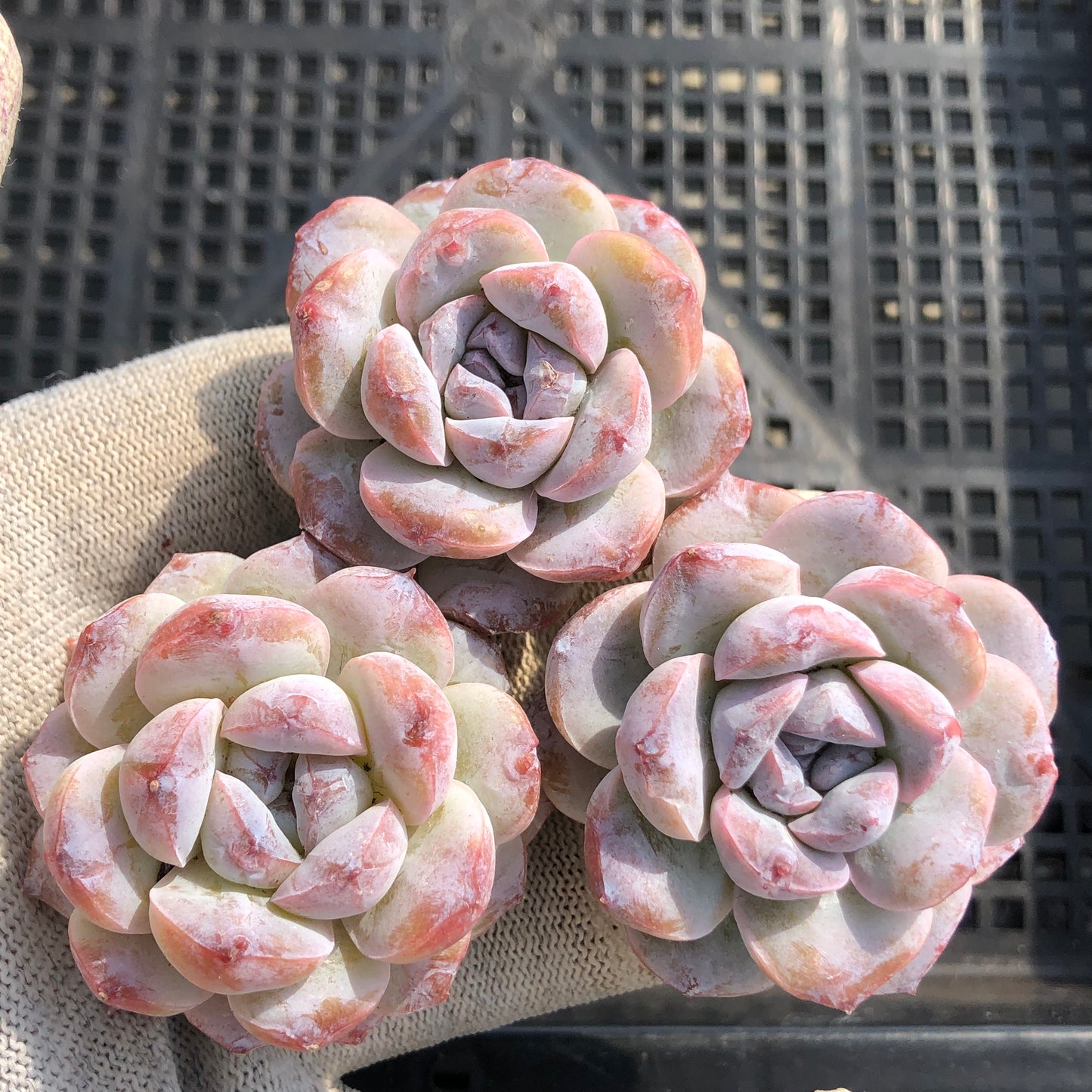 エケベリア 23936 ワイト フロスティング 7cm pot