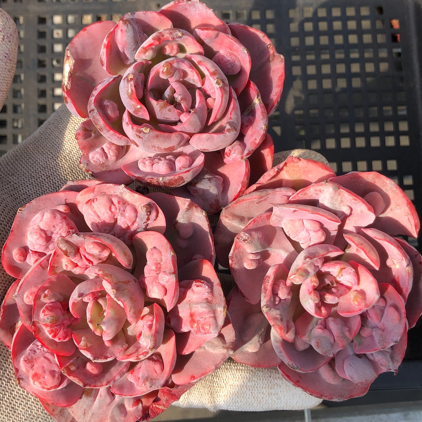 エケベリア 6433 レインドロップス錦 11cm pot