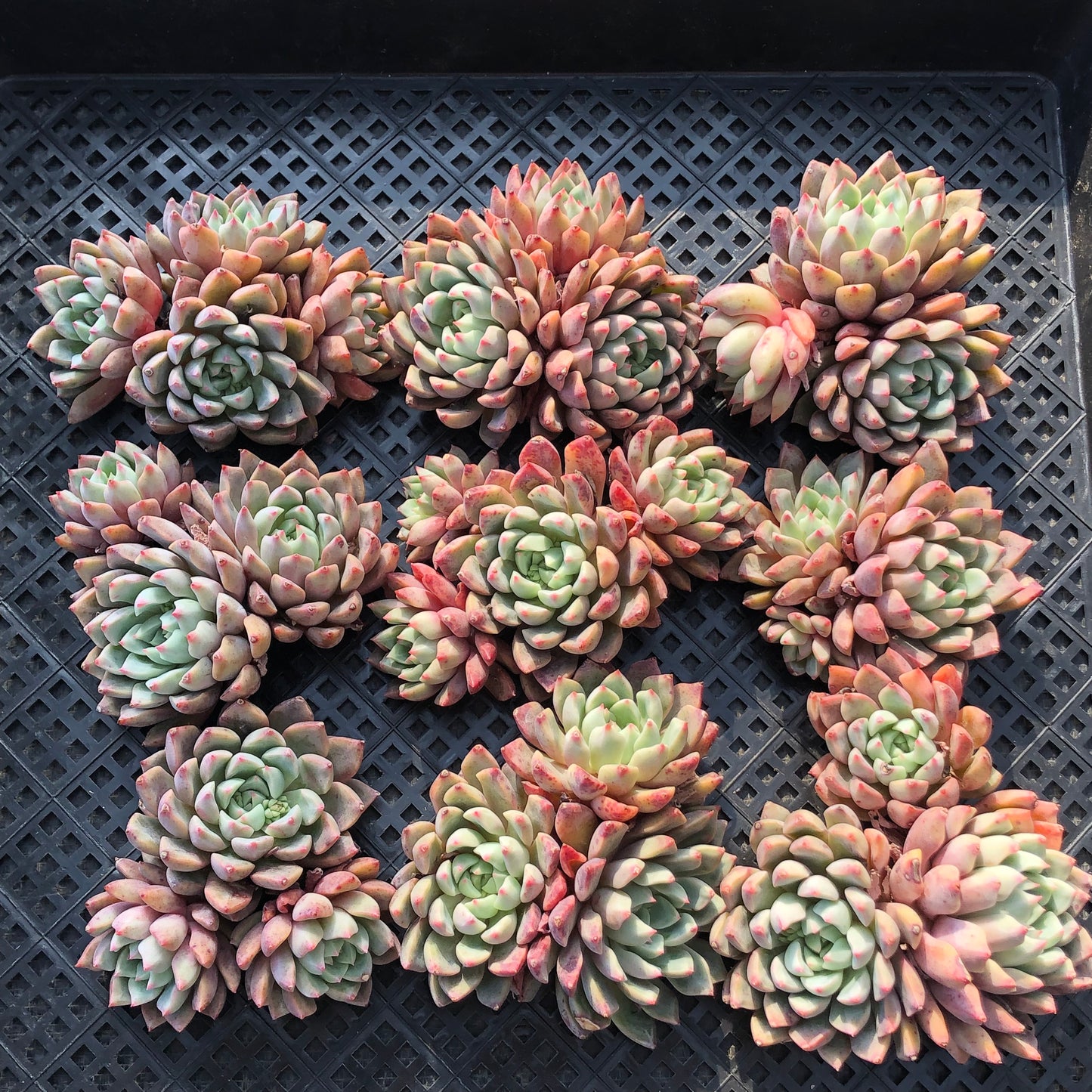 エケベリア 22504 ブラッド スウォロー 9cm pot