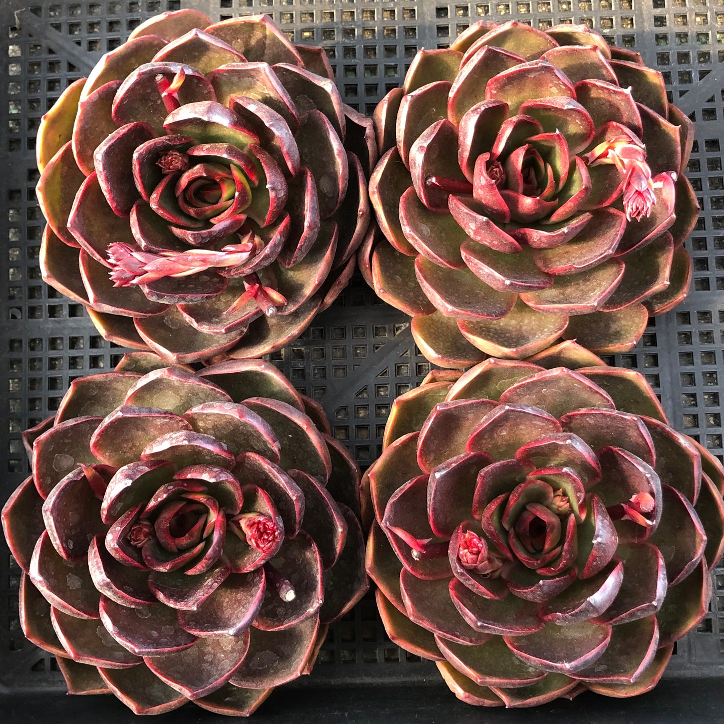 エケベリア 21956 トラフィックライト 16cm pot