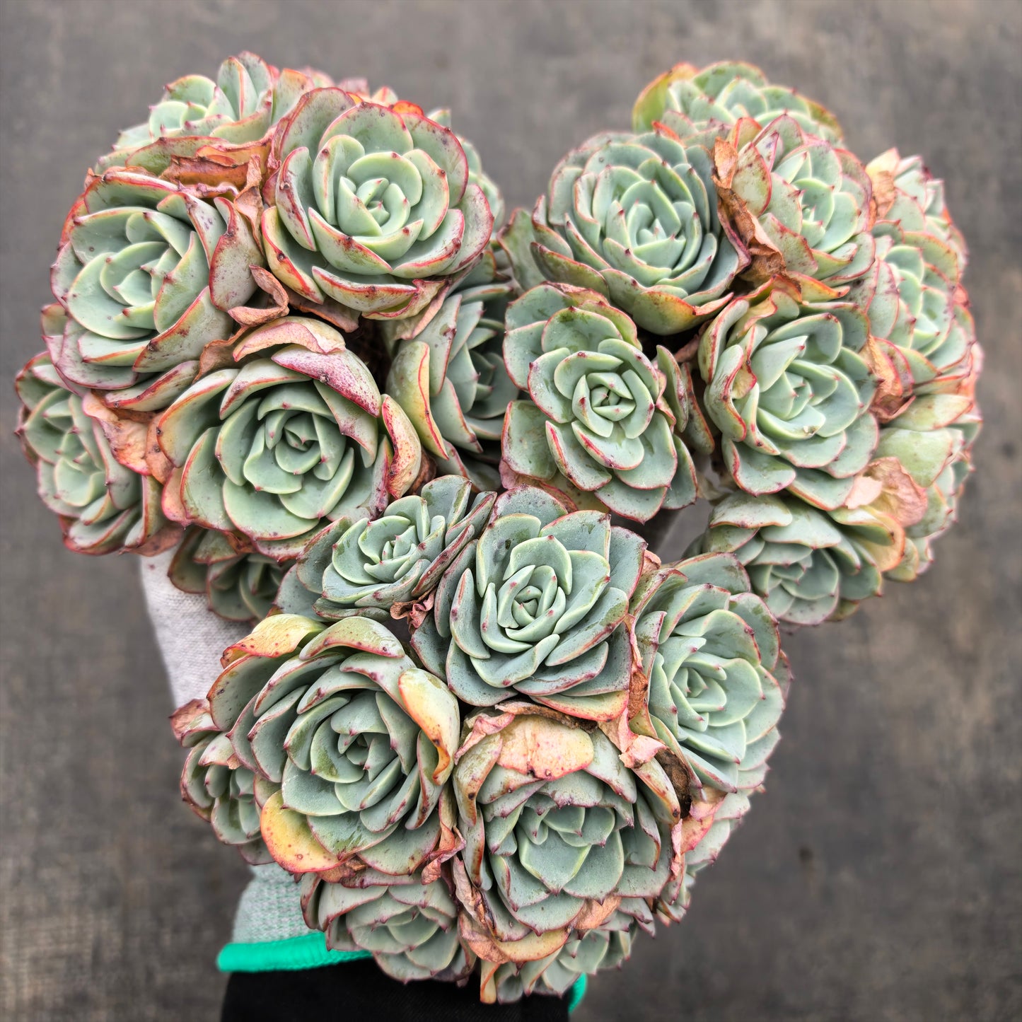 エケベリア 23558 ピーチス&クリーム 12cm pot