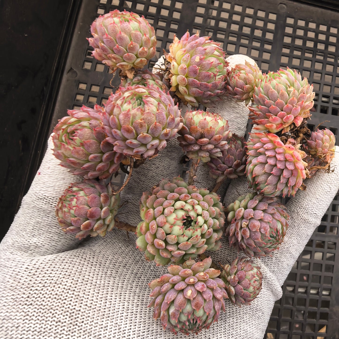 エケベリア 8350 グロブローサ 7cm pot