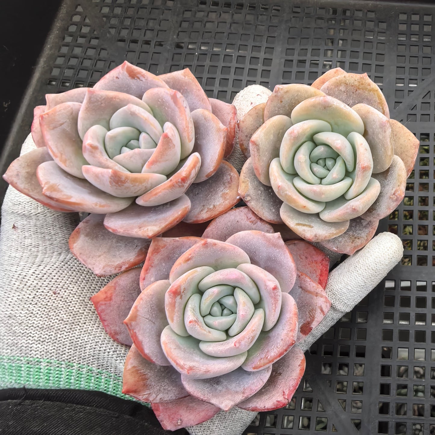 エケベリア 12225 サクラスノー 9cm pot