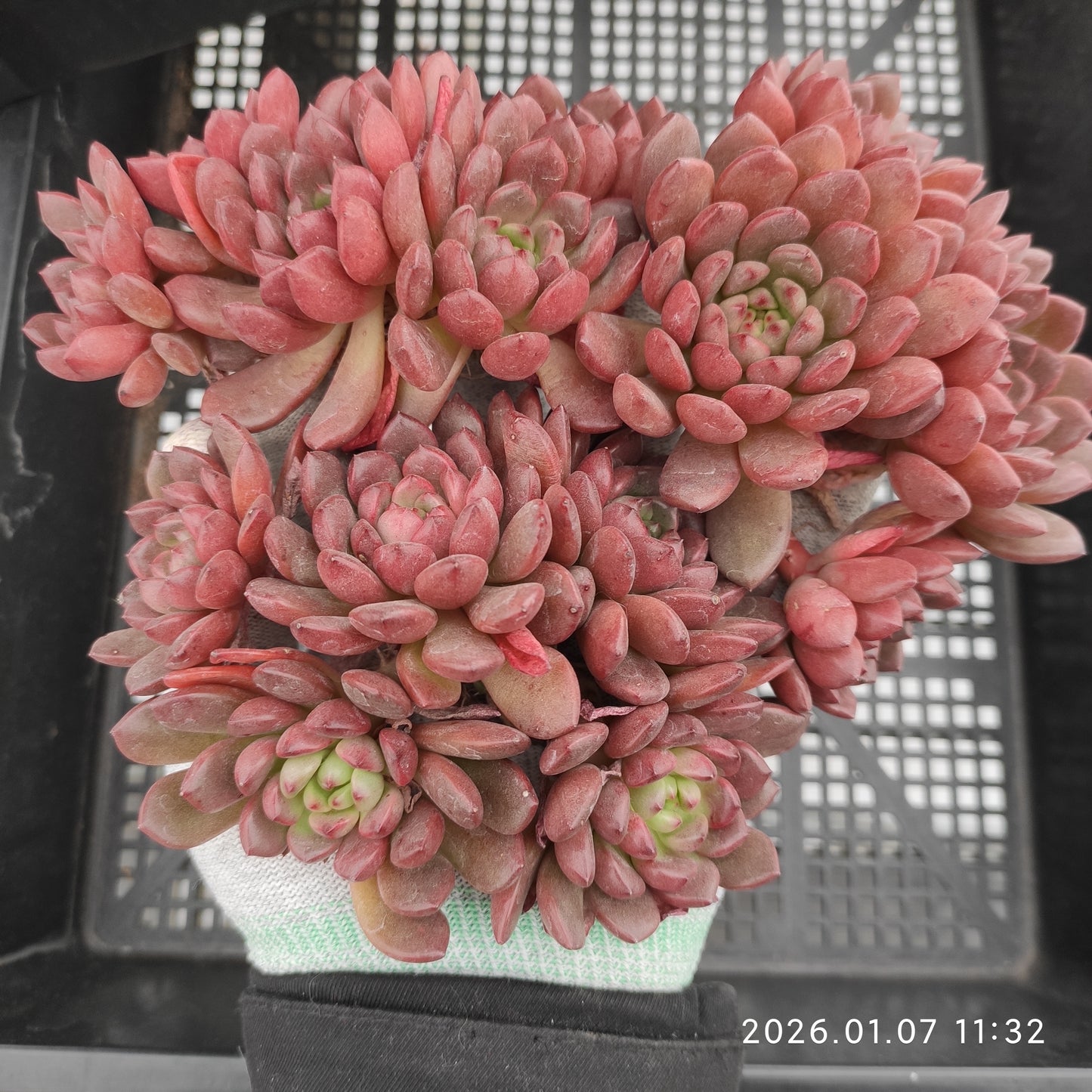 エケベリア 22463 ピンクルビー 9cm pot