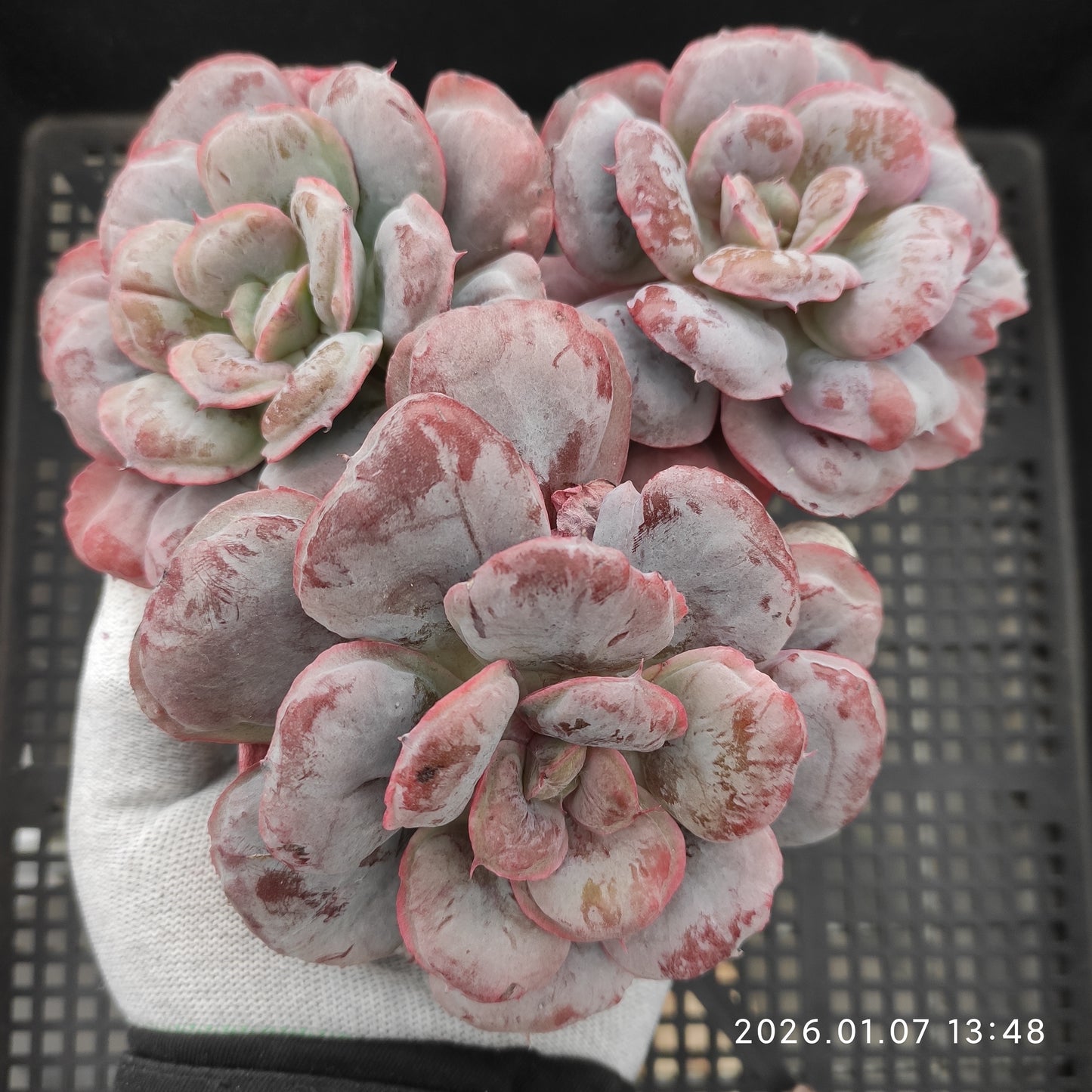 エケベリア 23646 ハート デライト 11cm pot