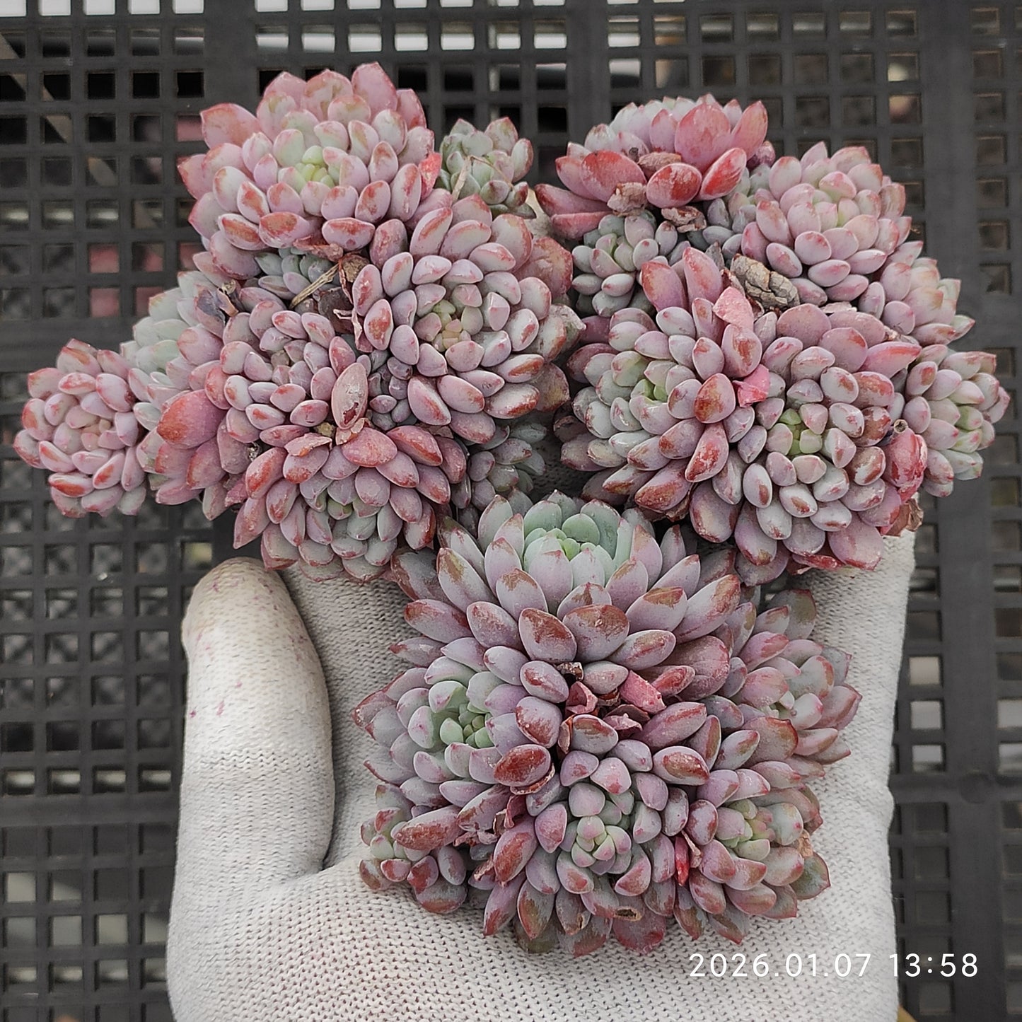 エケベリア 22794 オリジナルアモエナ 9cm pot