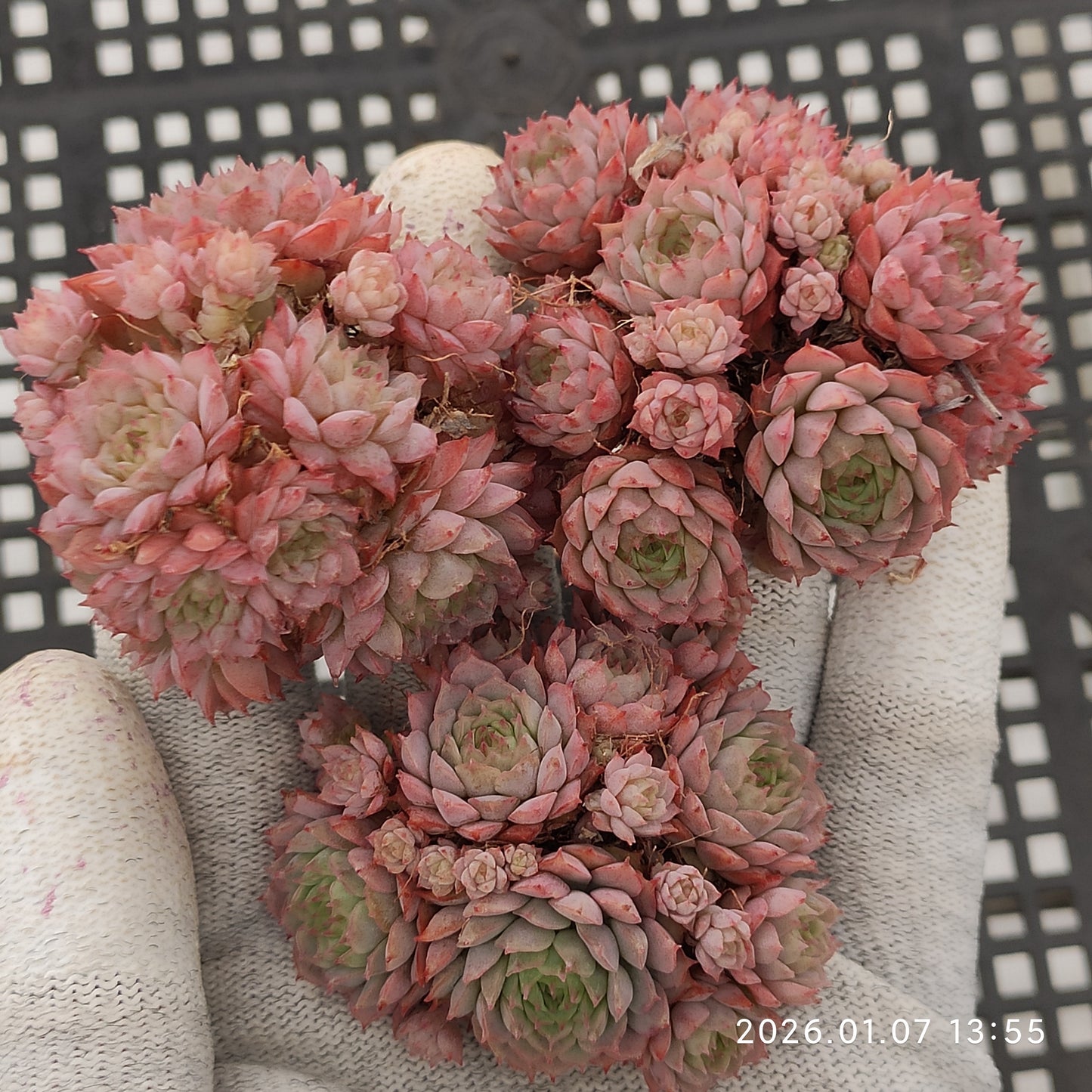 エケベリア 16596 クランベリー 7cm pot