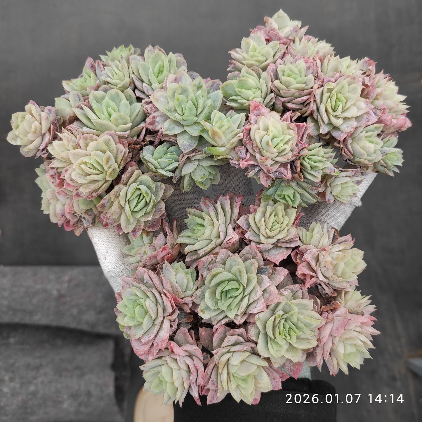 エケベリア 17216 バイオレットクイーン錦 7cm pot