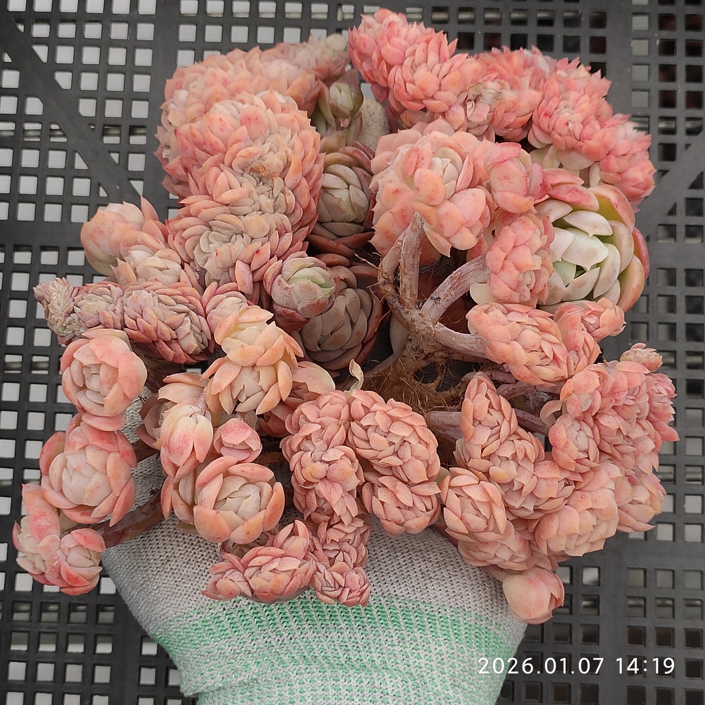 エケベリア 22820 レモンベリー綴化 9cm pot