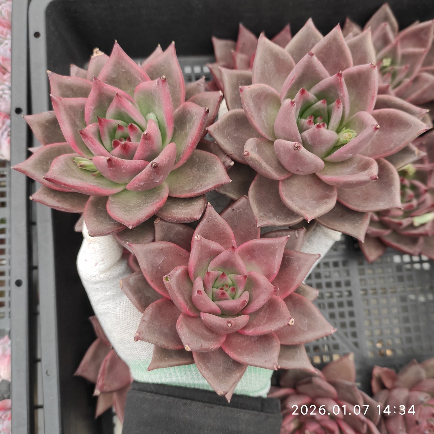 エケベリア 20854 ロメオ 12cm pot