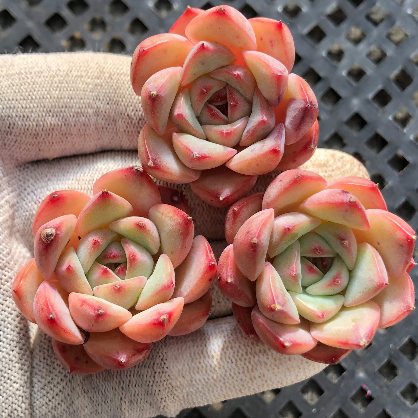 19224 アグリーコブ 5.5cm pot