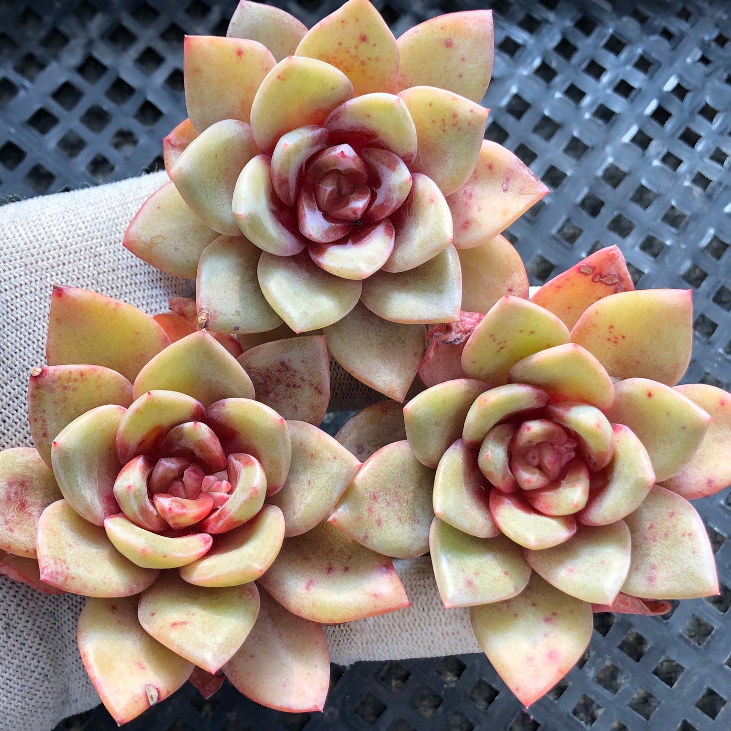 2644 ジャーマンシャンペン 5.5cm pot