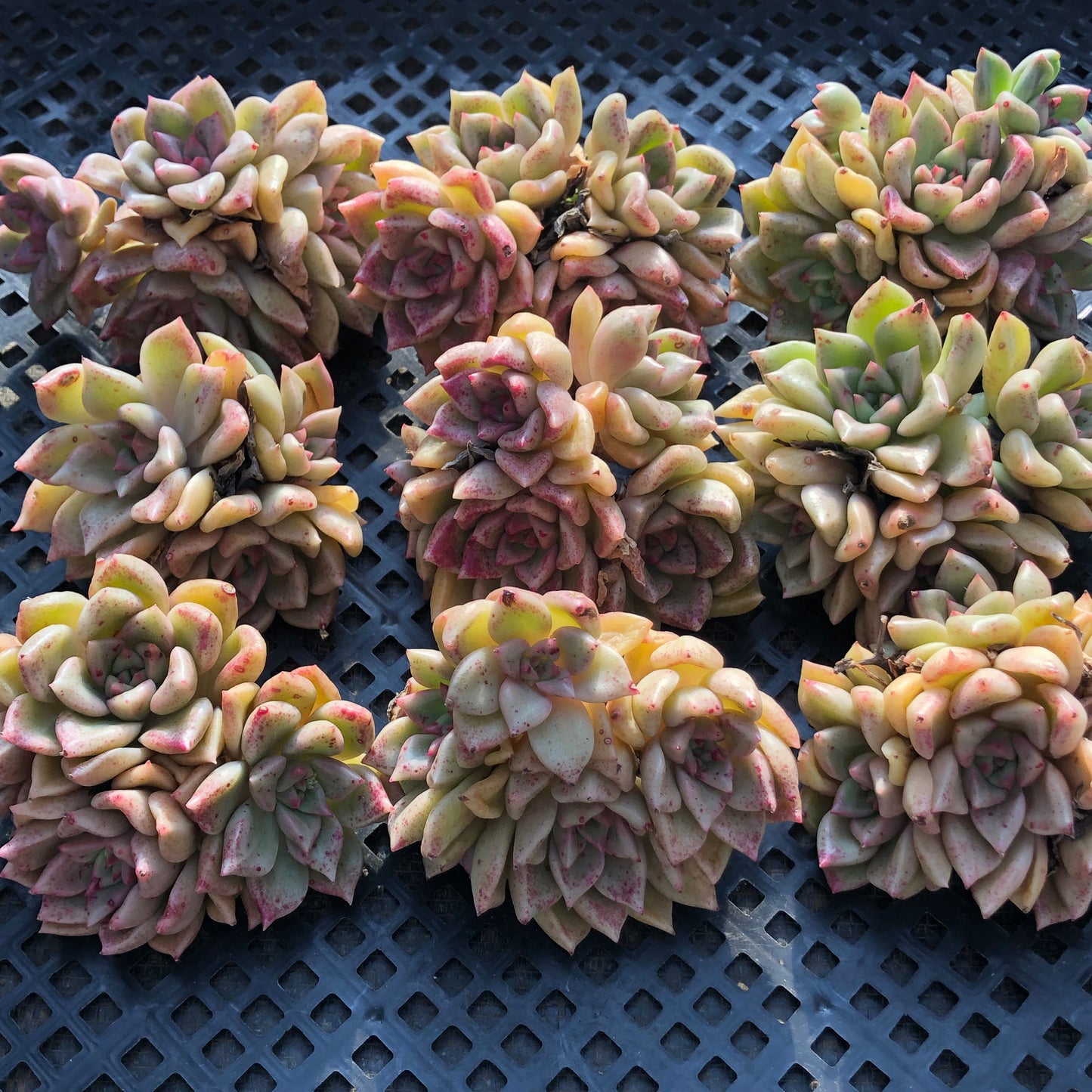 24137 アリジェ 7cm pot