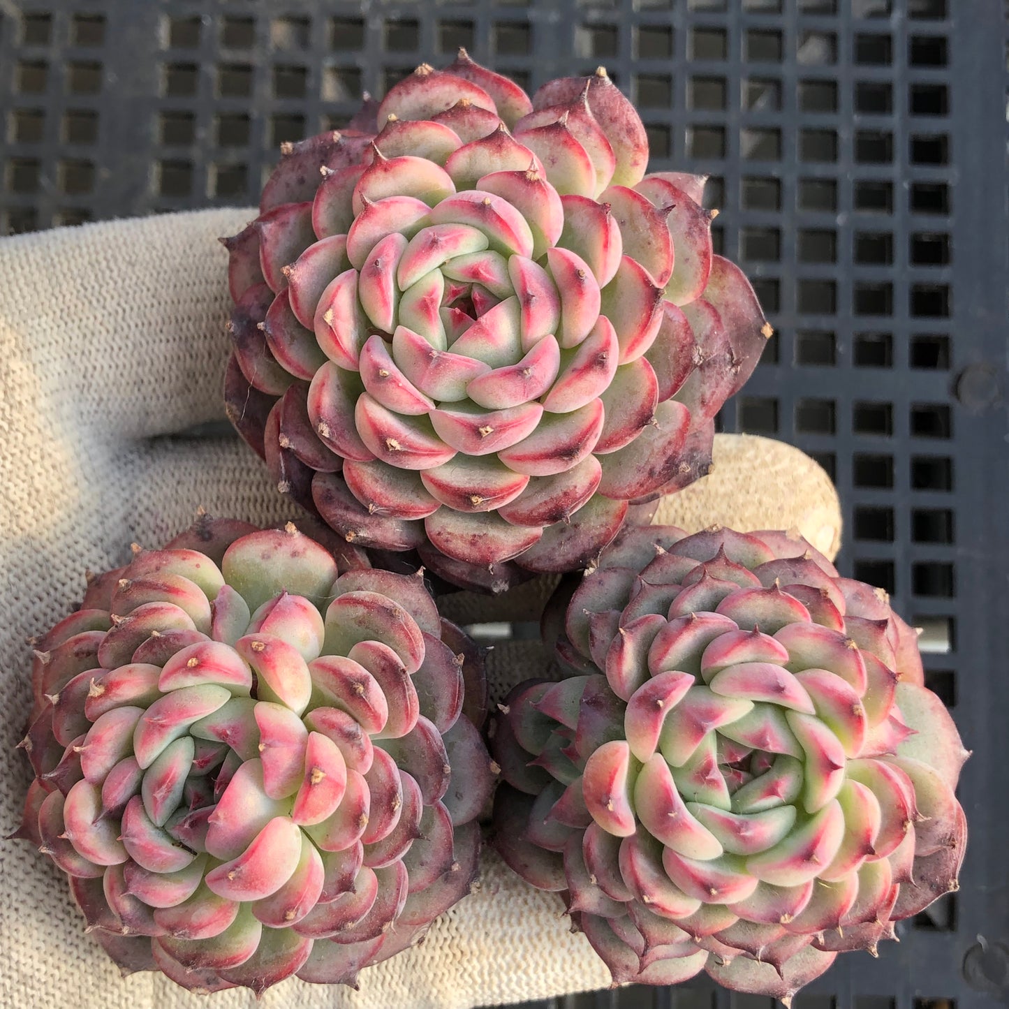 1223 マルセル 5.5cm pot