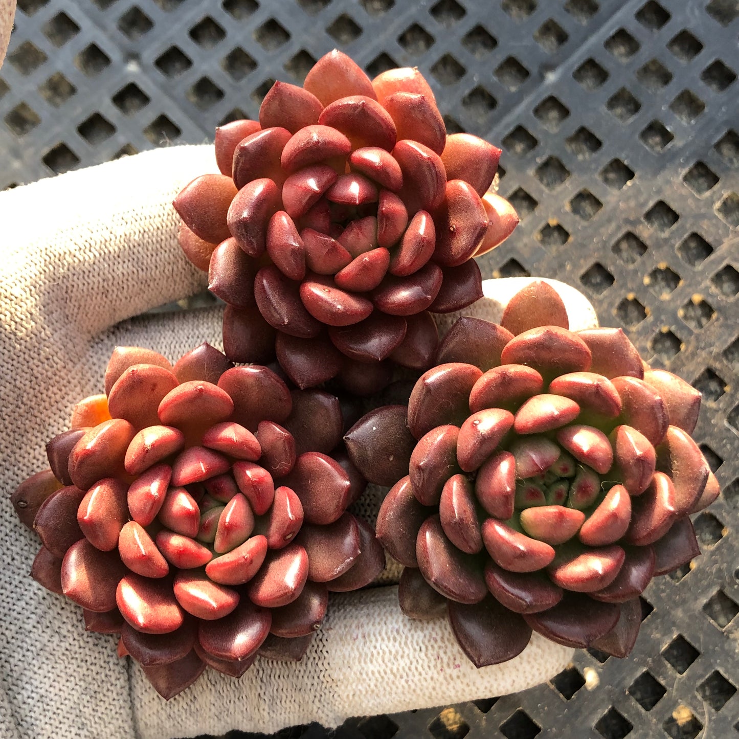 11552 ピンク ルビー 5.5cm pot