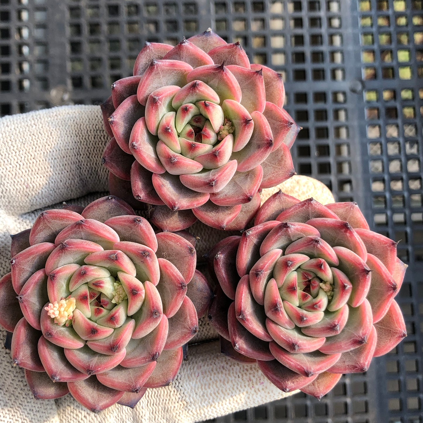 20917 スプリング 5.5cm pot