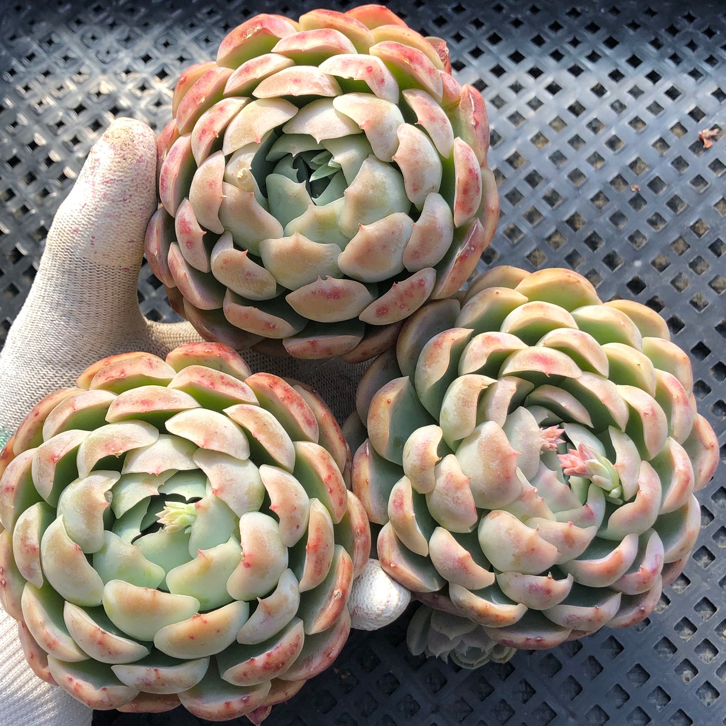 24057 スノーボール 12cm pot