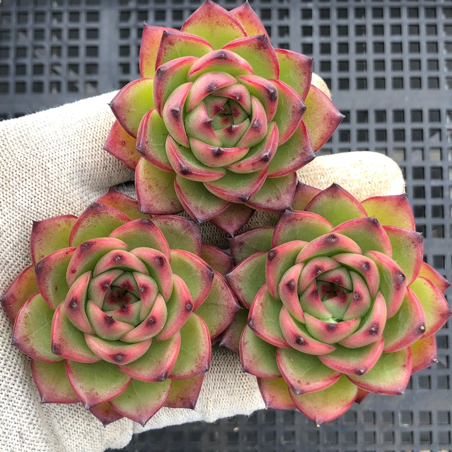 4513 ムーンストーン 5.5cm pot