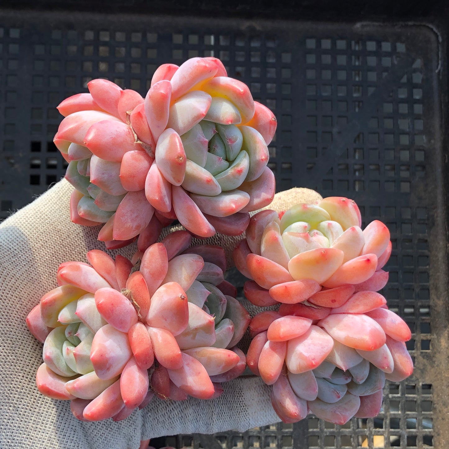 23787 アイスドリーム 7cm pot