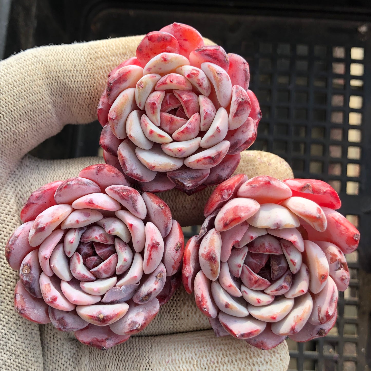 23990 ローイー x ラーファイト 7cm pot