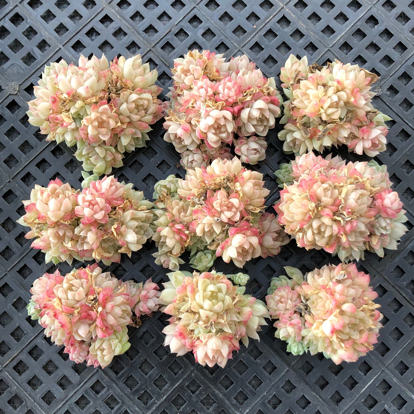 18325 マルギャンHyb 6.3cm pot