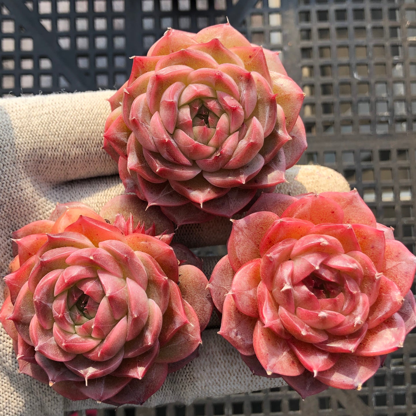 23115 レッド ベルベットHyb 7cm pot