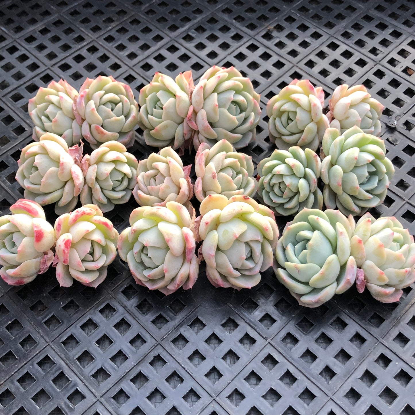 23536 ピンク フレーグランス 6.5cm pot