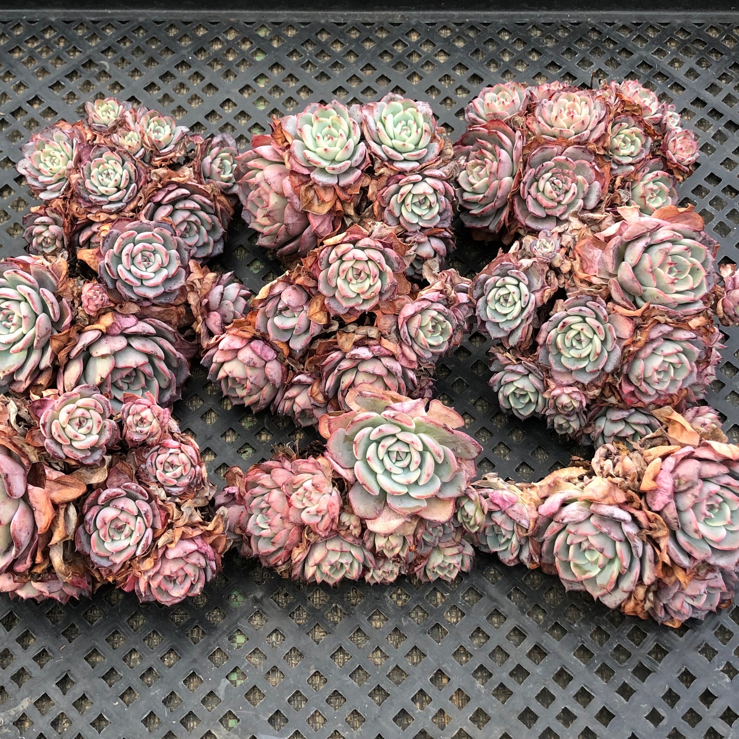 エケベリア 23189 ラウレンシス 11cm pot