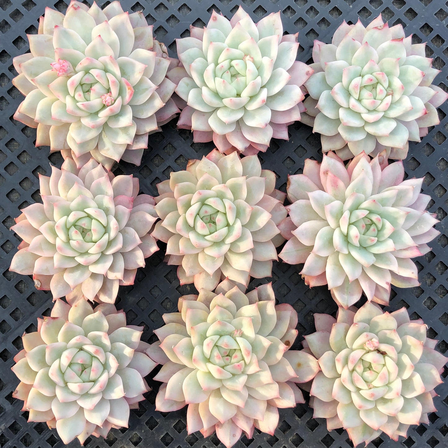 エケベリア 23630 ティッピー錦 9cm pot