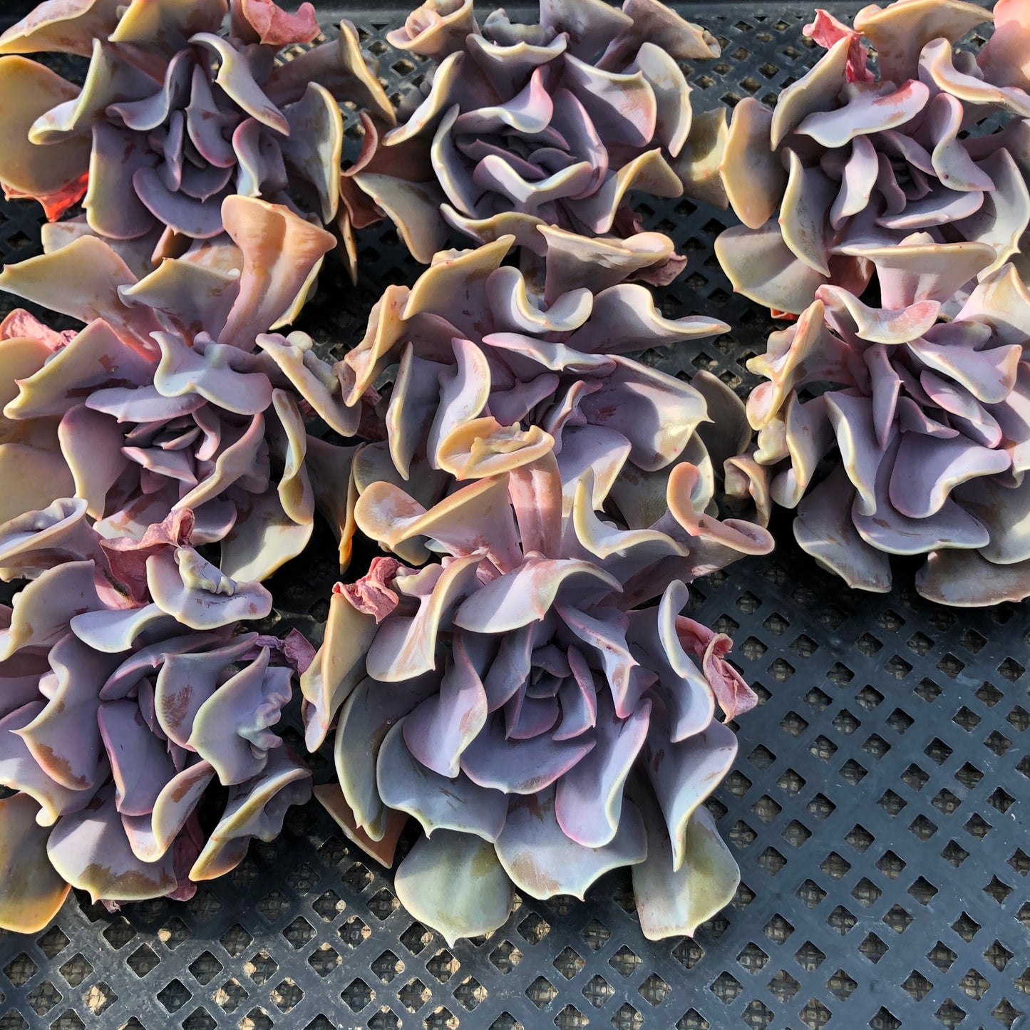 エケベリア 21920 ラブ パール 9cm pot