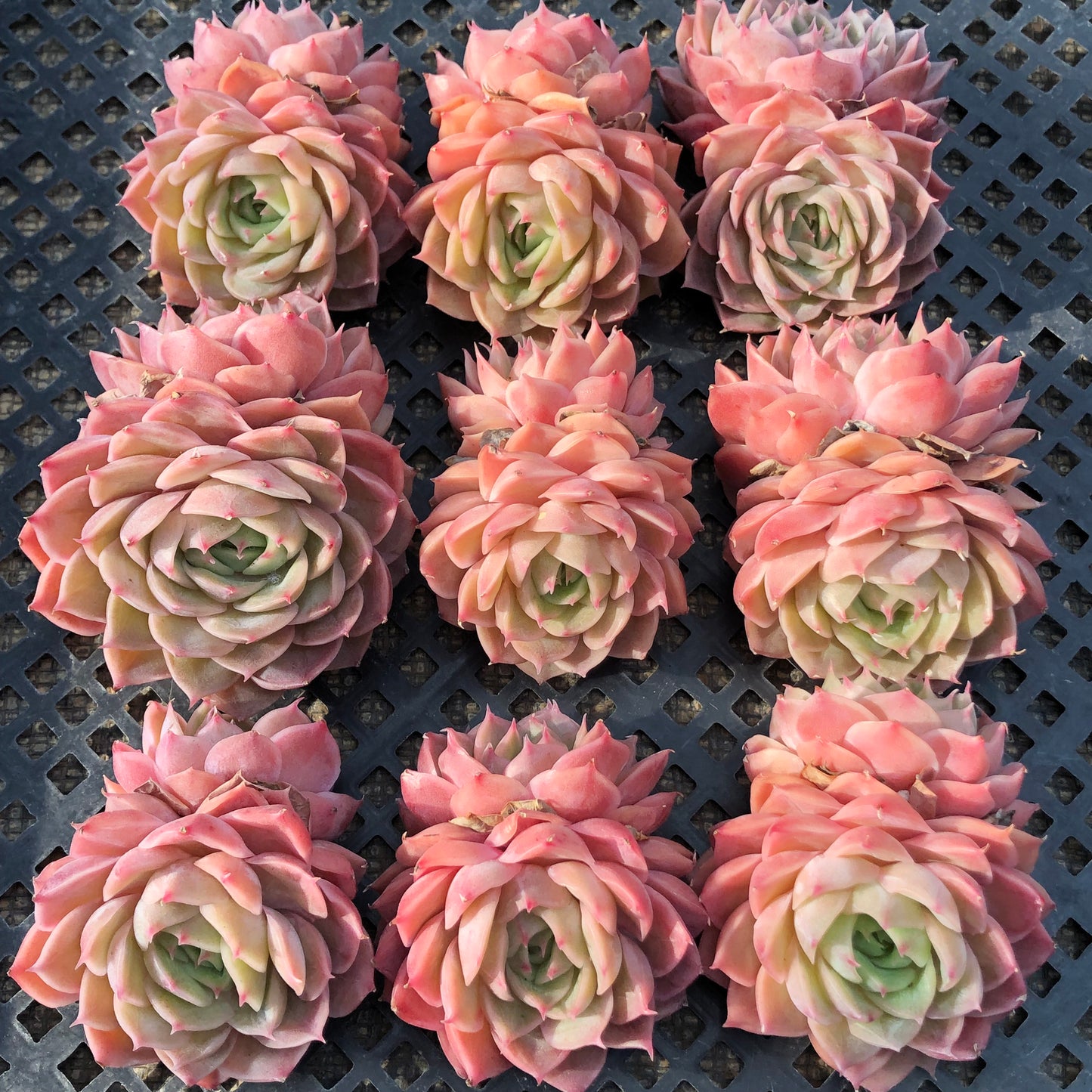 エケベリア 22883 オウンスロー 6.5cm pot