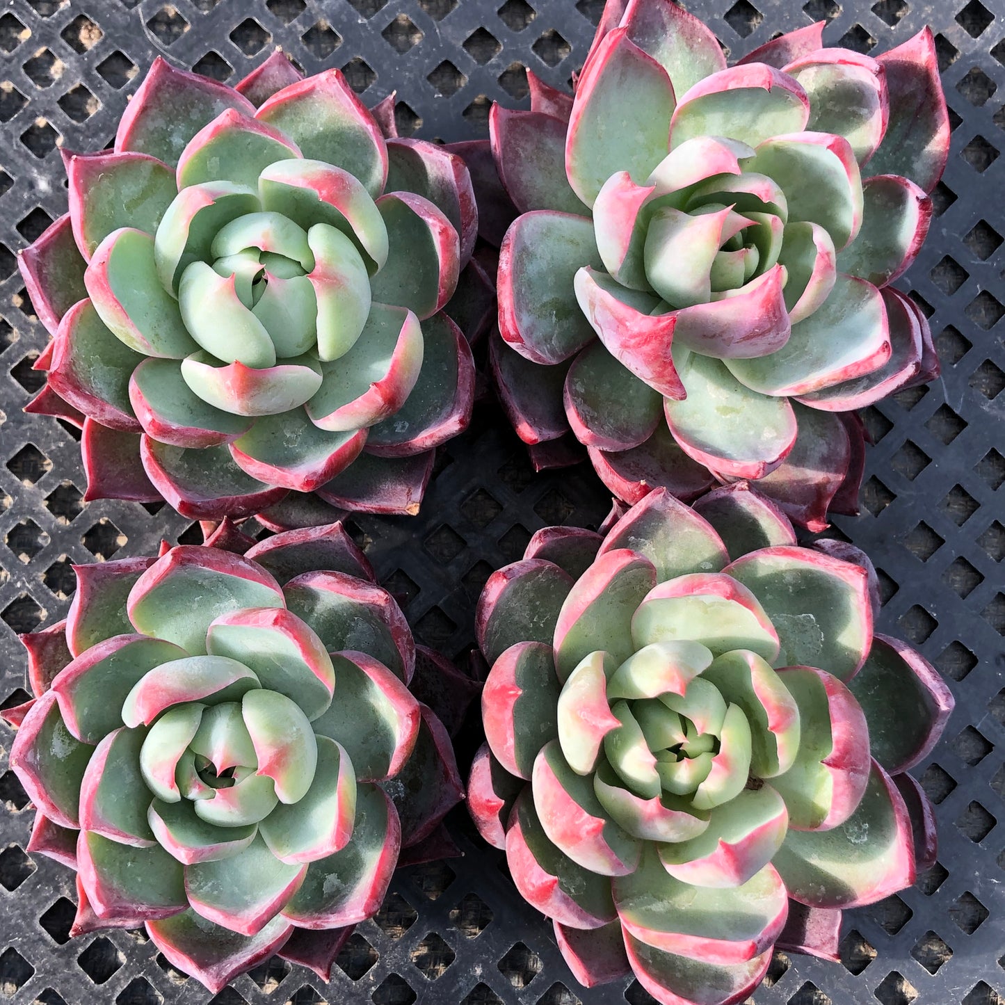 エケベリア 21959 カシオ 12cm pot