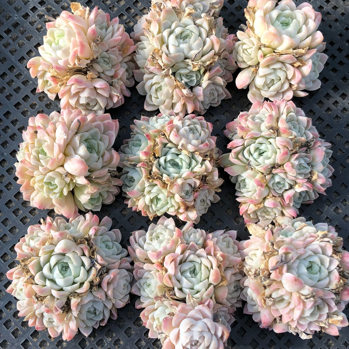 エケベリア 23357 ヒューミリス 9cm pot