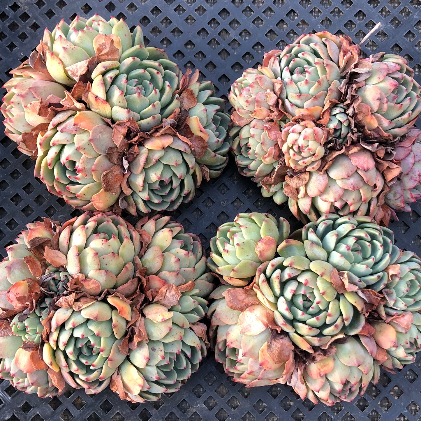 エケベリア 23882 ナナウクミニ 12cm pot